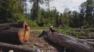 Best Tree Preservation Services  in Ordway, CO