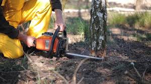 How Our Tree Care Process Works  in  Ordway, CO