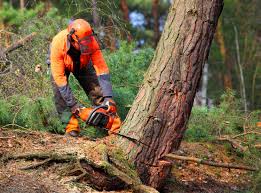 Best Tree Cabling and Bracing  in Ordway, CO