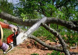  Ordway, CO Tree Services Pros