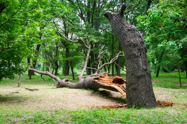 Best Root Management and Removal  in Ordway, CO