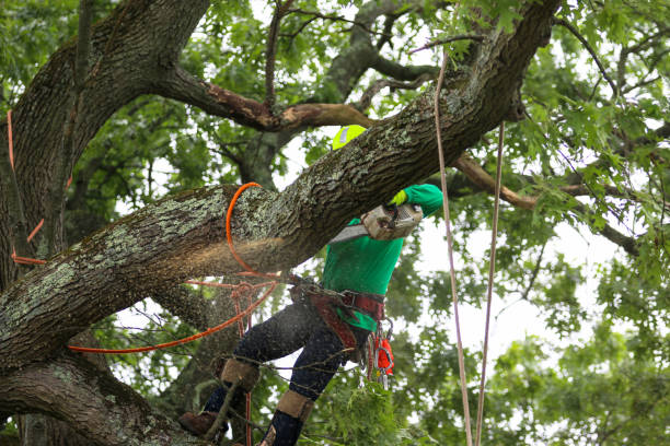 Ordway, CO Tree Services Company