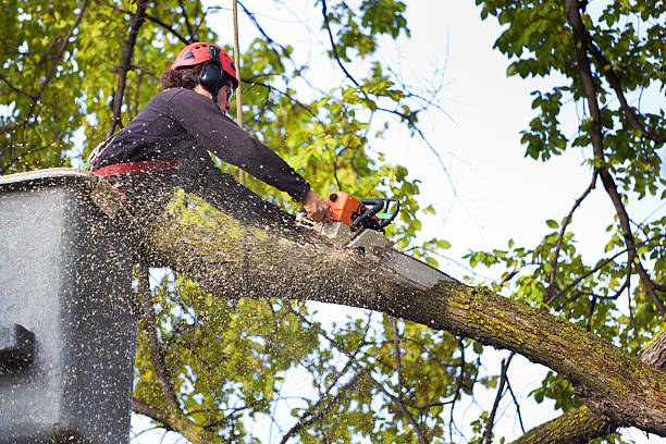 Best Lawn Pest Prevention  in Ordway, CO