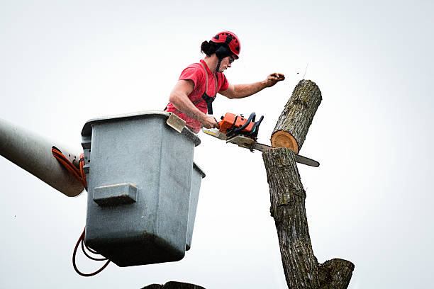 Best Hazardous Tree Removal  in Ordway, CO