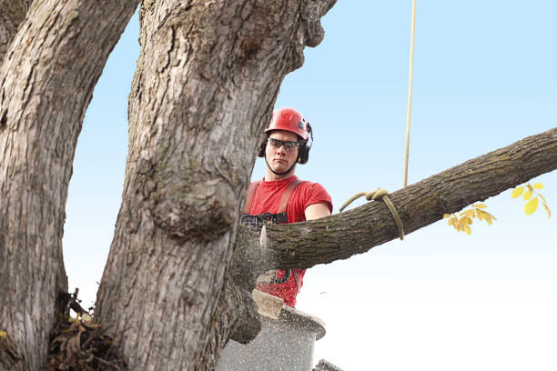 Best Emergency Tree Removal  in Ordway, CO